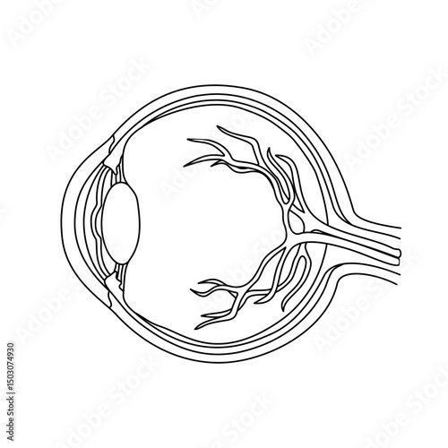 human eye anatomy illustration line drawing, internal structure of the eye, normal vision, inside view of the eye. Eye anatomy line art. suitable for biology lessons, medical or science studies.