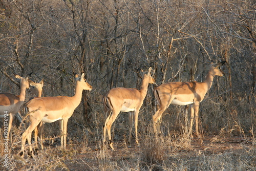 Africa
