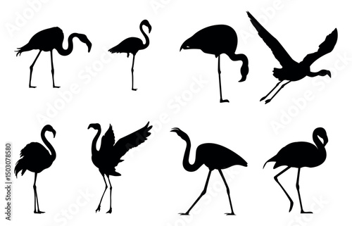 Flamingo vector silhouette. Black silhouette of tropical bird flamingo
