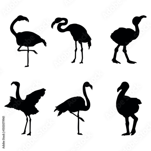 Flamingo vector silhouette. Black silhouette of tropical bird flamingo