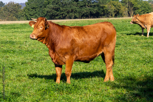 cow in the field