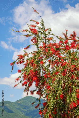 Bright red flowers of Callistemon  viminalis tree ( Weeping Bottlebrush ) on sunny spring day photo