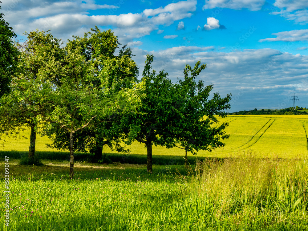 Fototapeta premium Baumgrundstück mit Obstbäumen