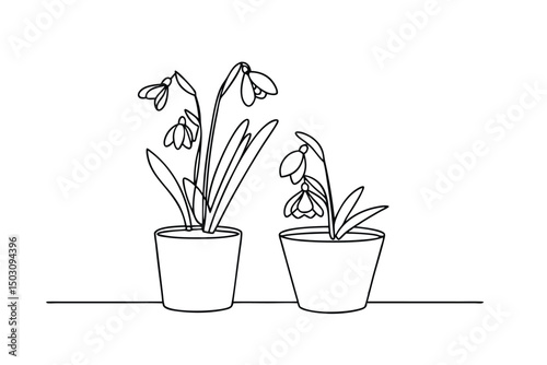 Elegant black and white line art illustration of snowdrop flowers in two pots