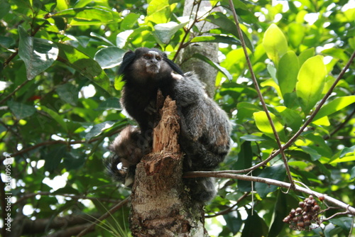 Sagui
