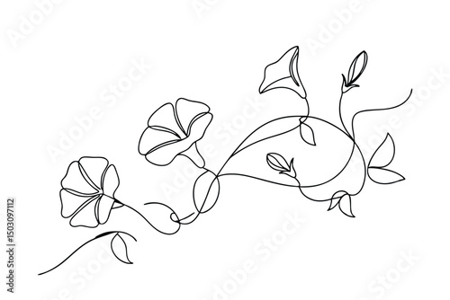 Elegant line art illustration of morning glory flowers blooming in black and white