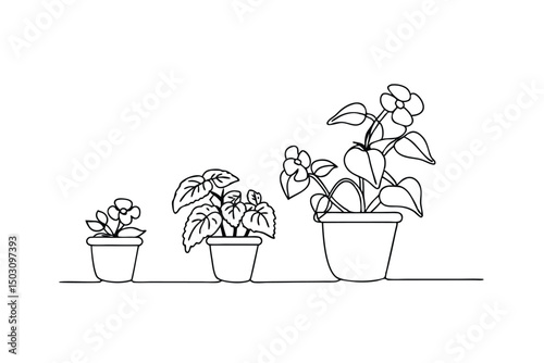 Line drawing depicting the growth stages of a potted flowering houseplant from seedling to bloom