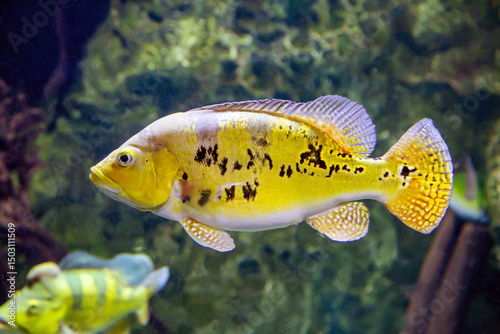 Fish Astronotus limonii (Latin Astronotus) on the background of the seabed. Marine life, exotic fish, subtropics, sturgeon farming. photo