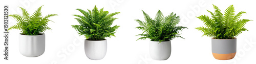 Decorative Boston Fern Planters with Lush Green Foliage for Home and Office Decor