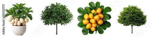 Lush Green Cashew Tree with Vibrant Yellow Fruits and Glossy Foliage for Nature Lovers