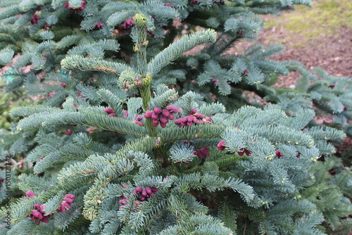 Abies_procera_'Procumbens'_01.JPG