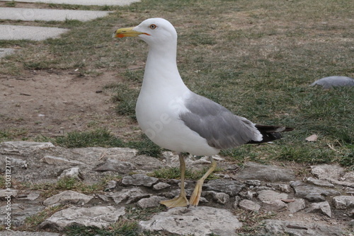 seagull, large bird, seaside bird, majestic pose of seagull