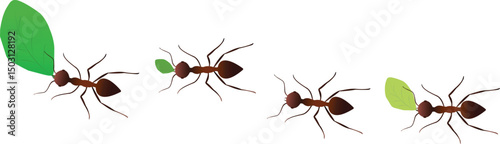 Leaf-cutter ants, Acromyrmex octospinosus, carrying leafs in an ant road.eps