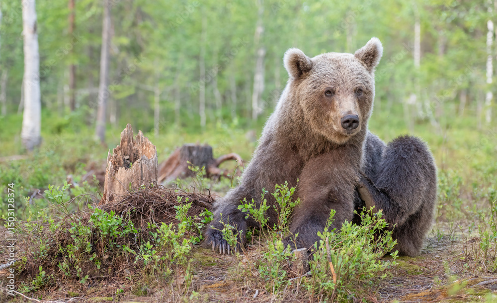 Fototapeta premium Brown bear scratches insect bites in a serene forest setting showcasing nature's wildlife interactions and behaviors