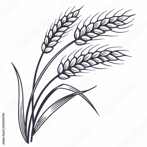 wheat stalk vector illustration
