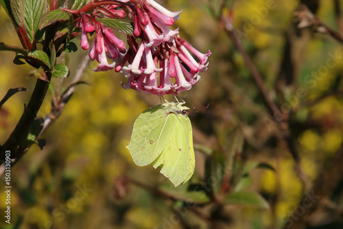 Citron (Gonepteryx rhamni)
Gonepteryx rhamni on an unidentified flower or plant
