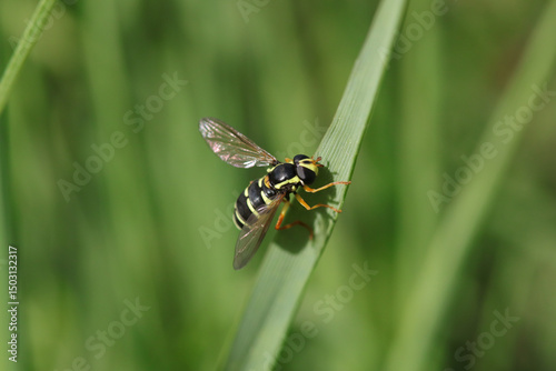 Xanthogramma citrofasciattum
Xanthogramma citrofasciattum in its natural element
 photo