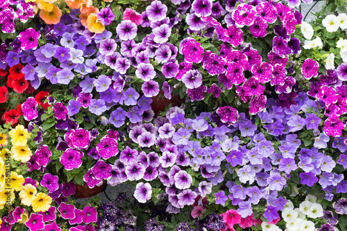 Bright blooming petunias of different colors. Petunia blossoms. Decorating the outdoor space with flowers.