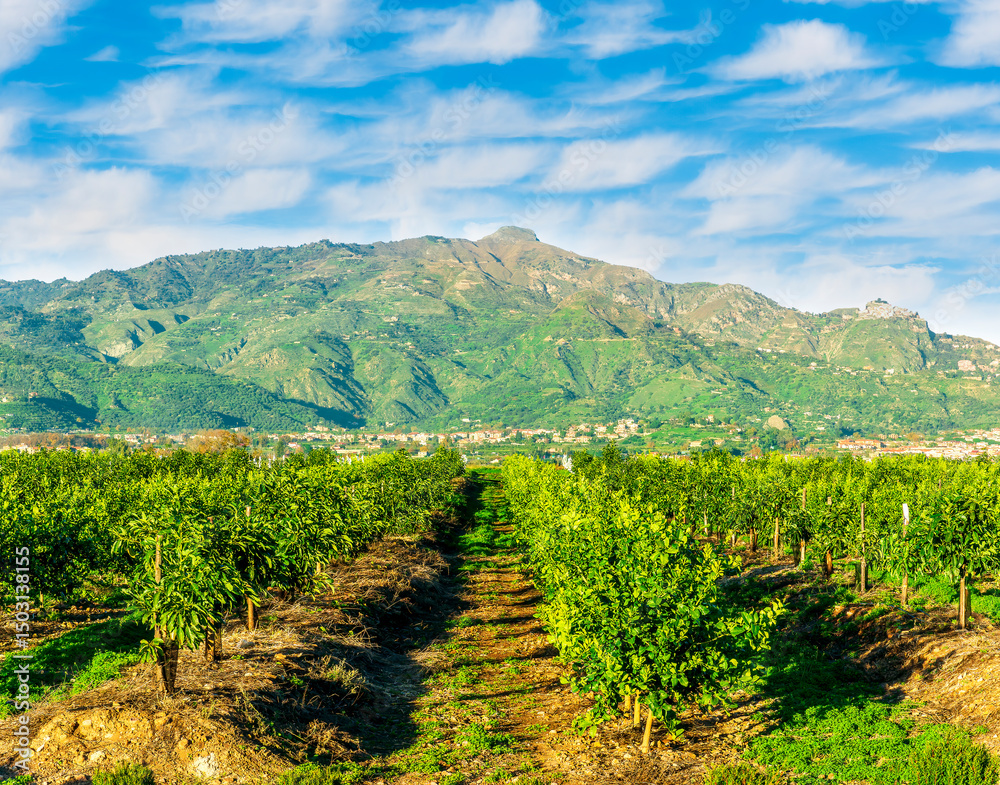 Naklejka premium green spring garden landscape with beautiful mountaind and clouds on background. Agricultural landscape of spring or summer fruit farm in outdoor during sunset or sunrise.