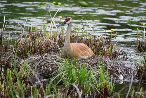 Sandhill Crane