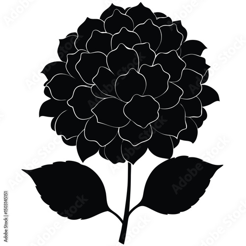 Black silhouette hydrangea flower botanical illustration