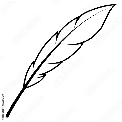 feather on white background