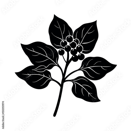 malabar spinach black white vector silhouette