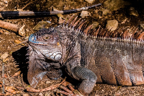 Colorful Iguana photo