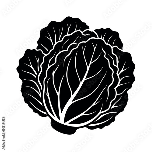 napa cabbage black white vector silhouette