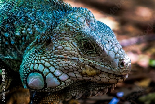 Colorful Iguana