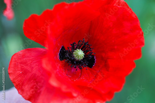 red poppy in the field, nature