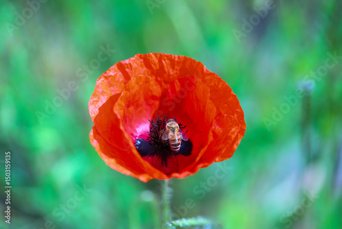 red poppy in the field with bee,  nature
