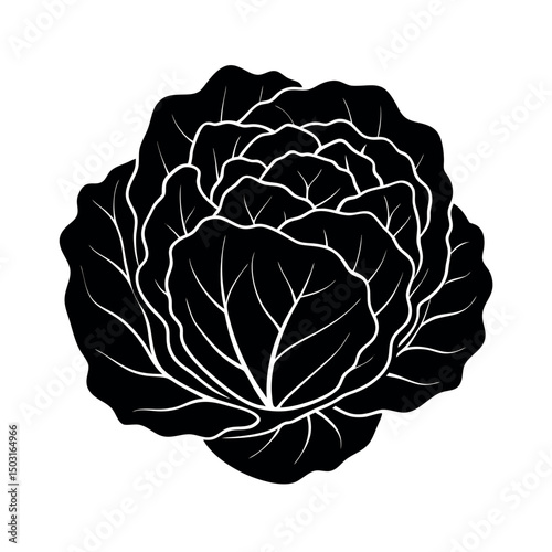 savoy cabbage vector silhouette