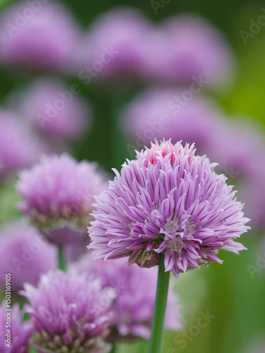 Beautiful close-up of allium schoenoprasum