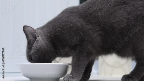 9 months old British Blue, British Shorthair cat eating food from the bowl