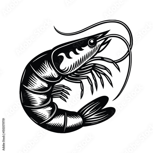vector illustration of a prawn