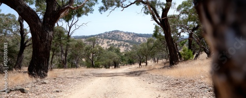 Exploring the scenic dirt road through australian bushland nature photography dry environment panoramic view