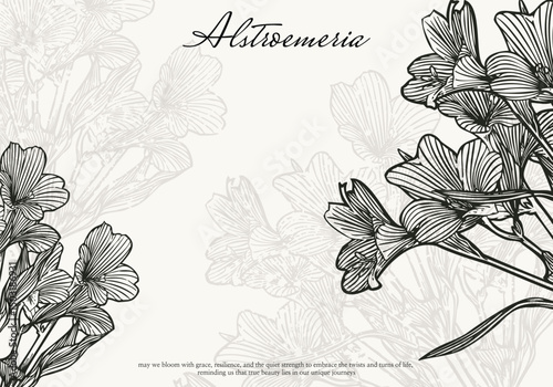 Hand drawn Alstroemeria floral background for invitation design