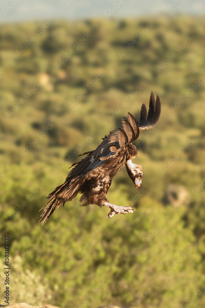 Obraz premium Cinereous vulture, black vulture, Eurasian black vulture, monk vulture - Aegypius monachus with spanned wings landing on rock. Photo from Sierra de Gredos Mountain in Spain. Near-threatened specie.