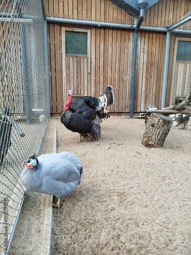 Turkey and guinea fowl in enclosure