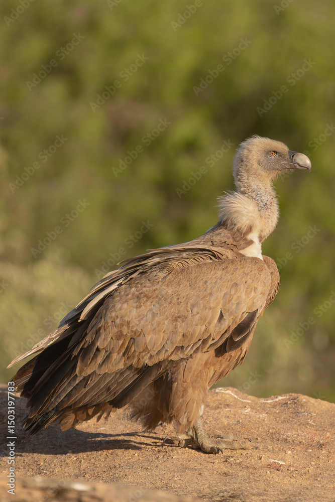 Eurasian griffon vulture - Gyps fulvus fulvus on rock at green background. Photo from Sierra de Gredos Mountain in Spain. Vertical. Eurasian griffon vulture - Gyps fulvus fulvus on rock at green background. Photo from Sierra de Gredos Mountain in Spain. Vertical.