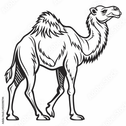 camel isolated on white