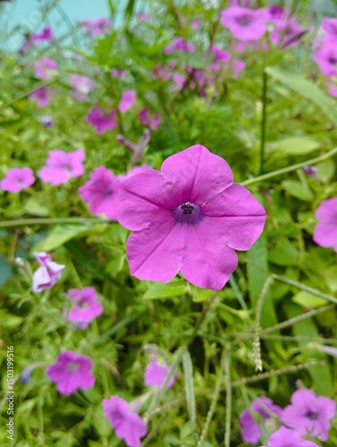 butterfly on pink flowers