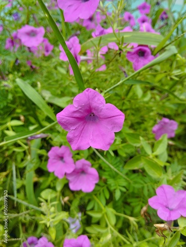 pink flowers in the garden