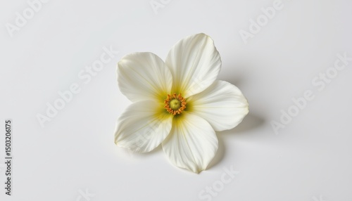Closeup shot of white flower nature macro photography minimalist setting soft lighting natural beauty