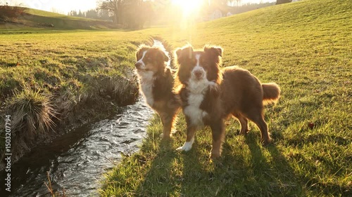 Two dogs standing in a grassy field next to a stream