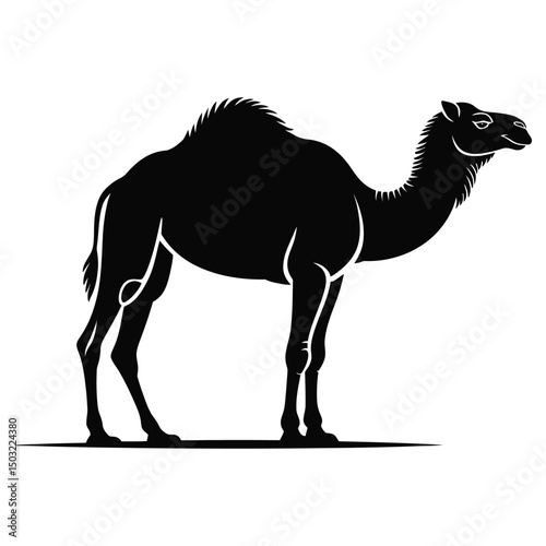 camel in desert