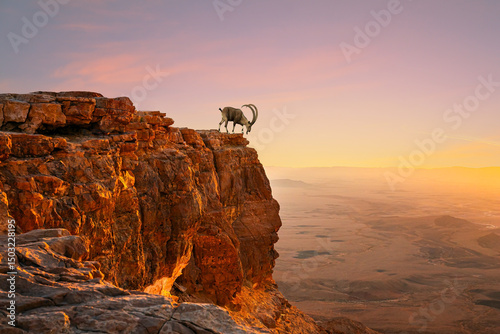 Fototapeta Naklejka Na Ścianę i Meble -  Mountain goat on a cliff