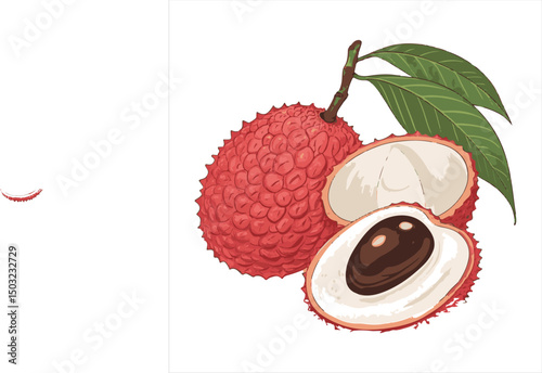 lychee Vector 