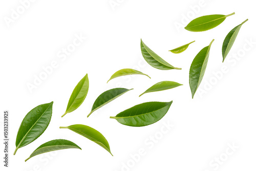 Fresh green tea leaves falling on white background